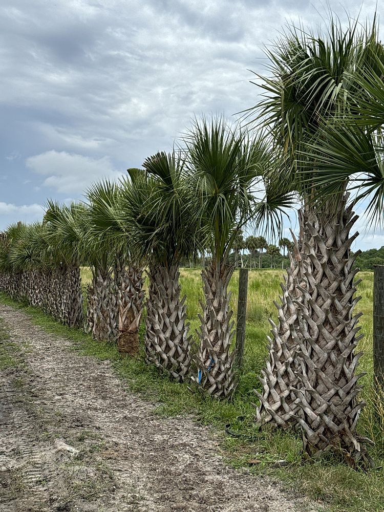 sabal-palmetto-regenerated-cabbage-palm-regenerated