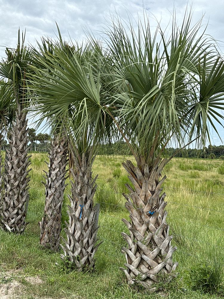 sabal-palmetto-regenerated-cabbage-palm-regenerated