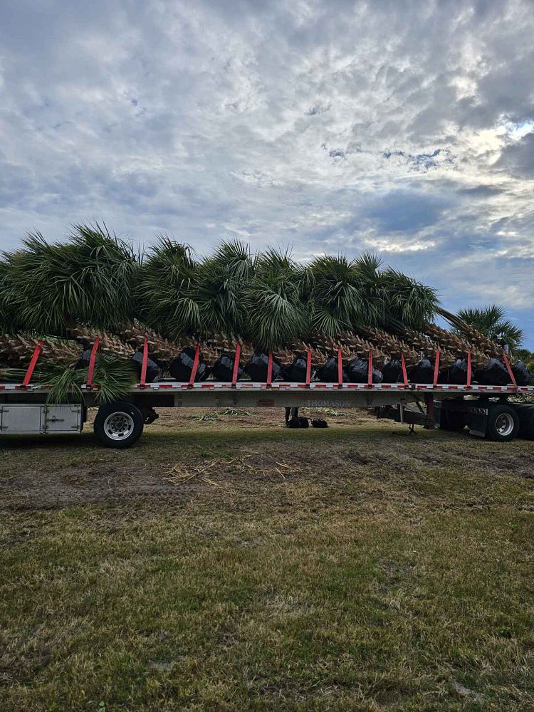 sabal-palmetto-regenerated-cabbage-palm-regenerated