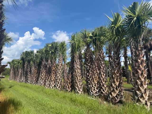 sabal-palmetto-regenerated-cabbage-palm-regenerated