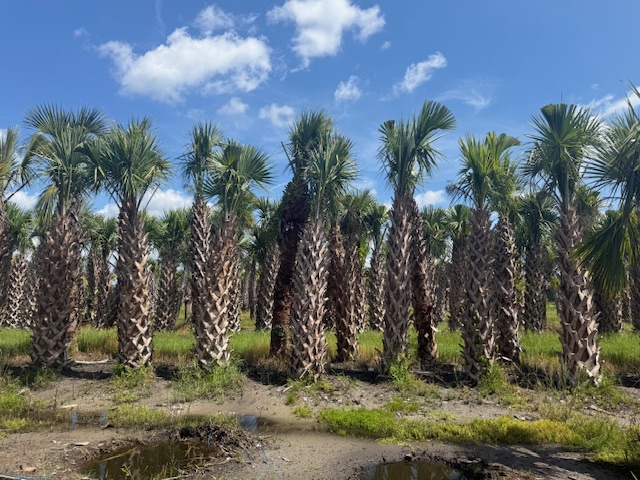 sabal-palmetto-regenerated-cabbage-palm-regenerated