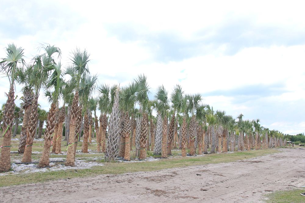 sabal-palmetto-root-enhanced-cabbage-palm-root-enhanced