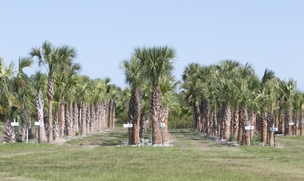 sabal-palmetto-root-enhanced-cabbage-palm-root-enhanced