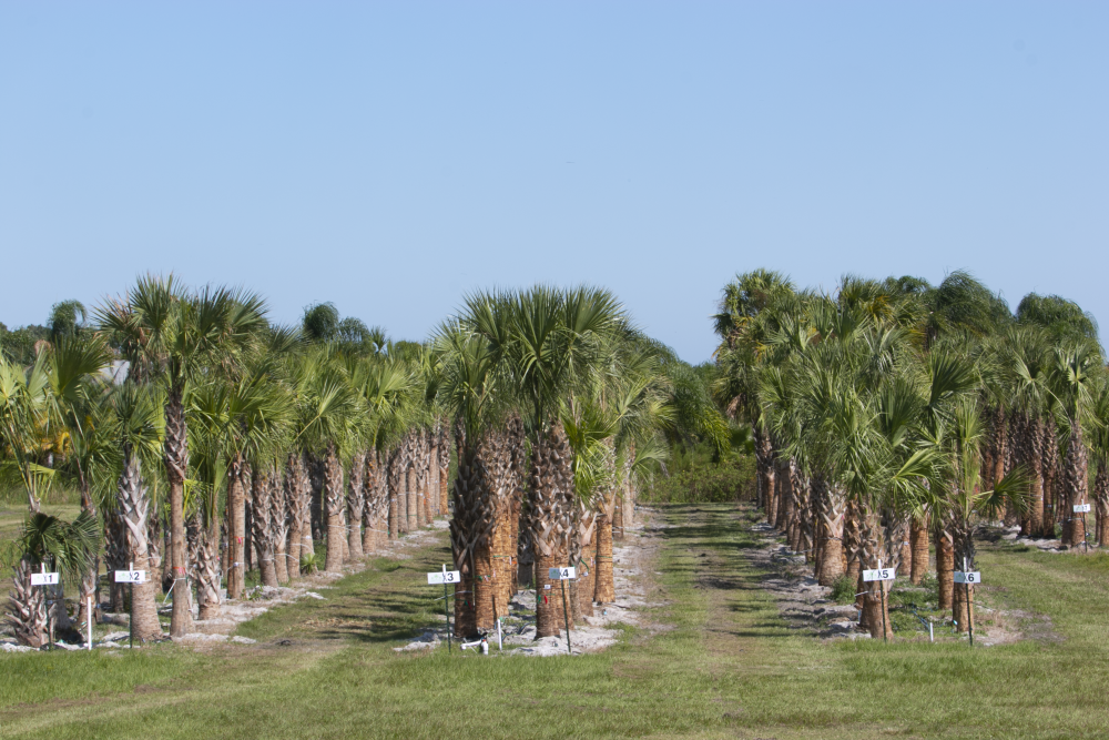 sabal-palmetto-root-enhanced-cabbage-palm-root-enhanced