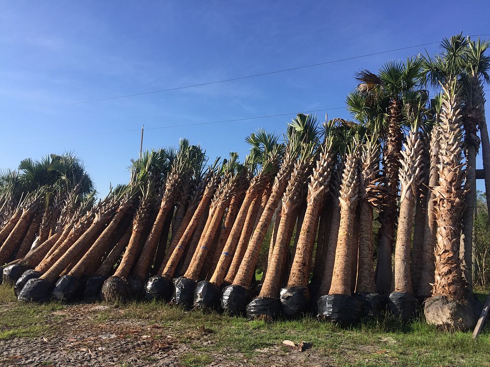 sabal-palmetto
