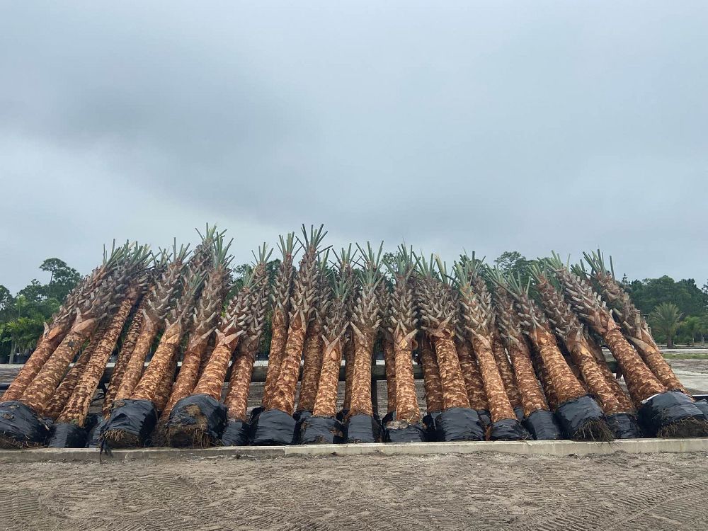 sabal-palmetto