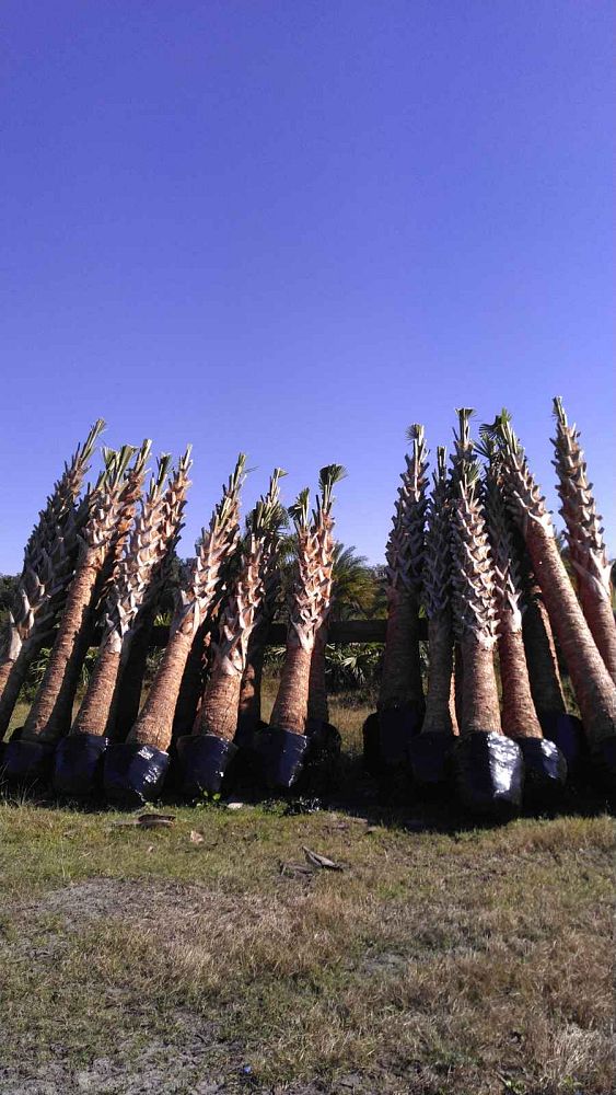 sabal-palmetto