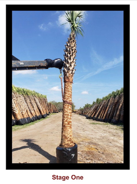 sabal-palmetto