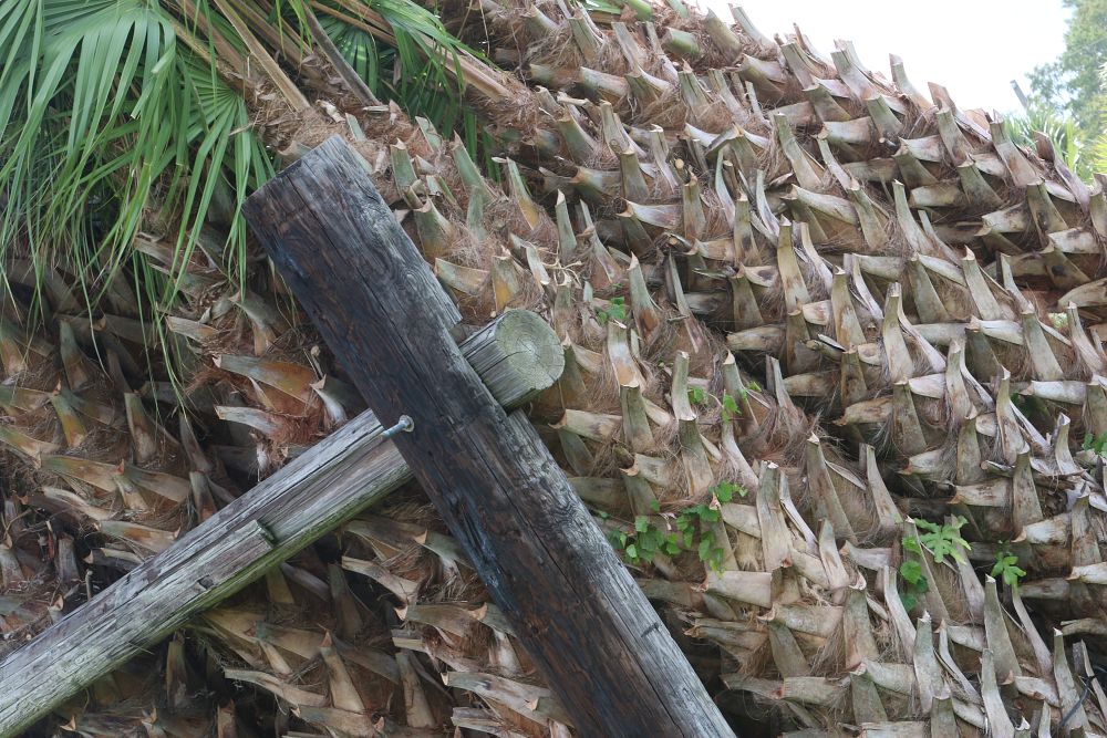 sabal-palmetto
