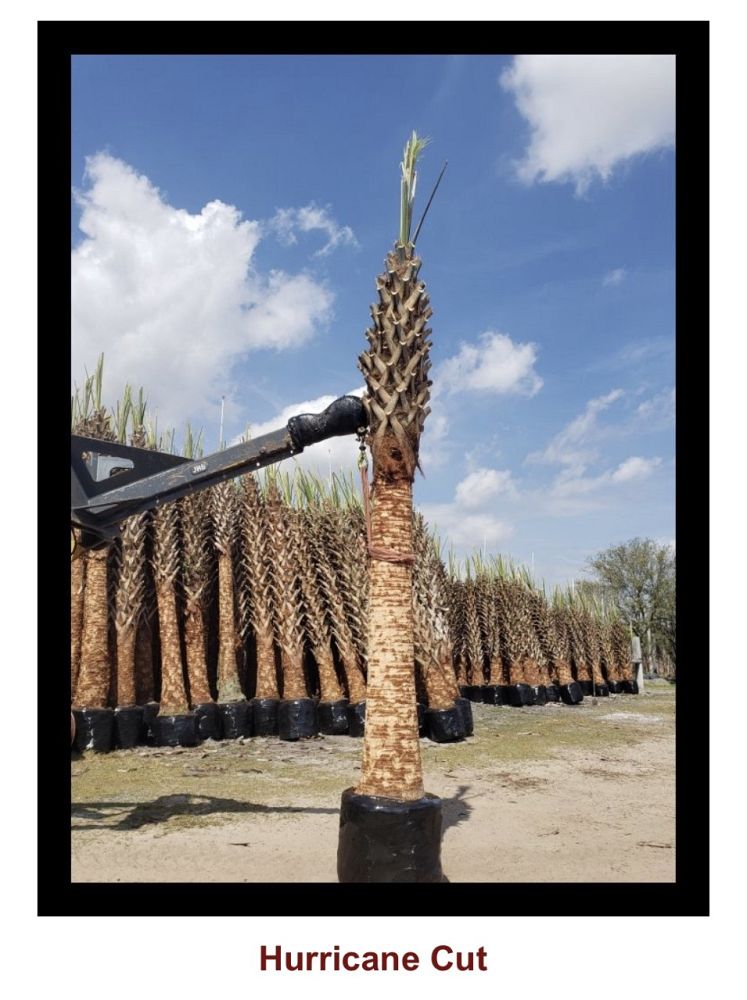 sabal-palmetto