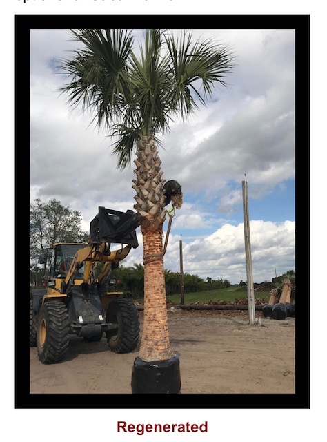 sabal-palmetto