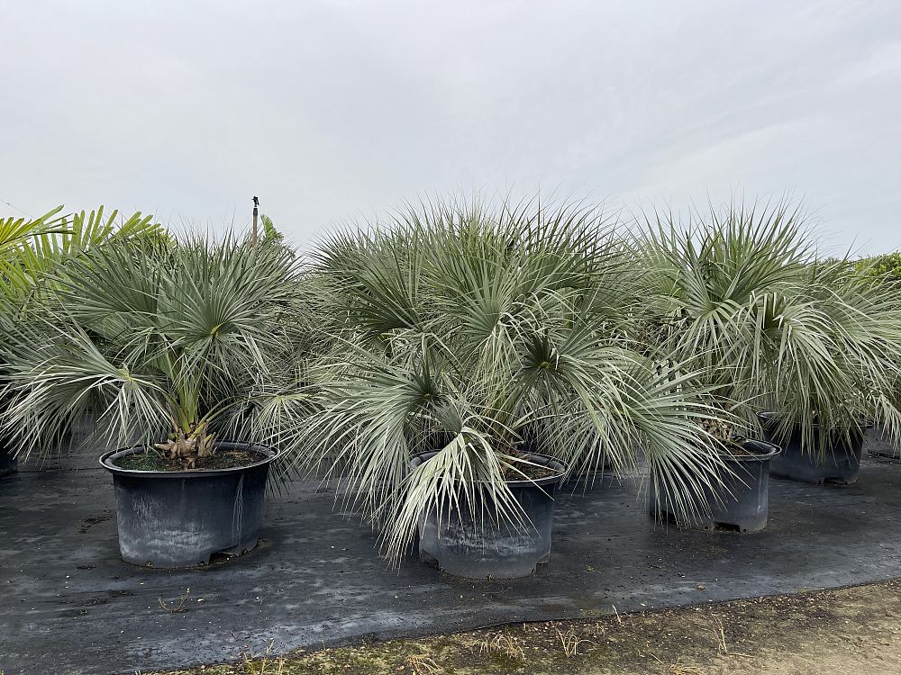 sabal-palmetto
