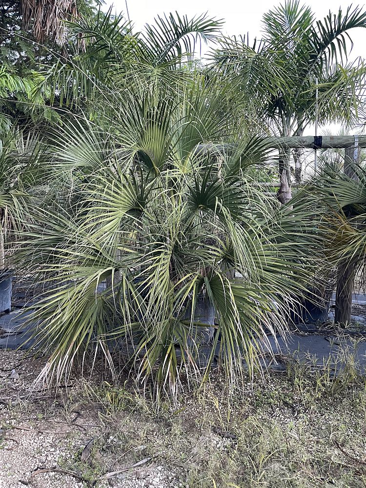 sabal-palmetto