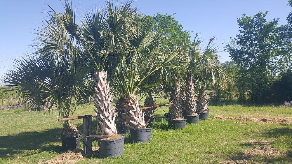 sabal-palmetto