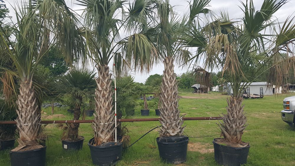 sabal-palmetto