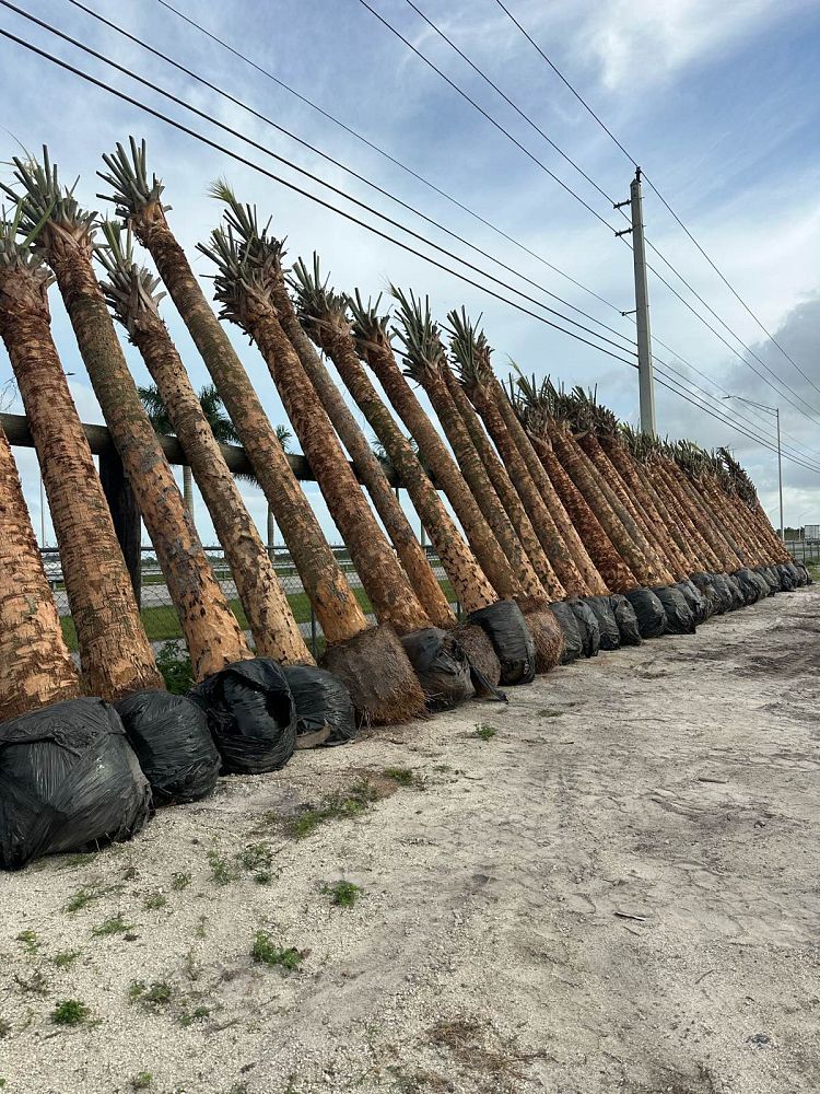 sabal-palmetto