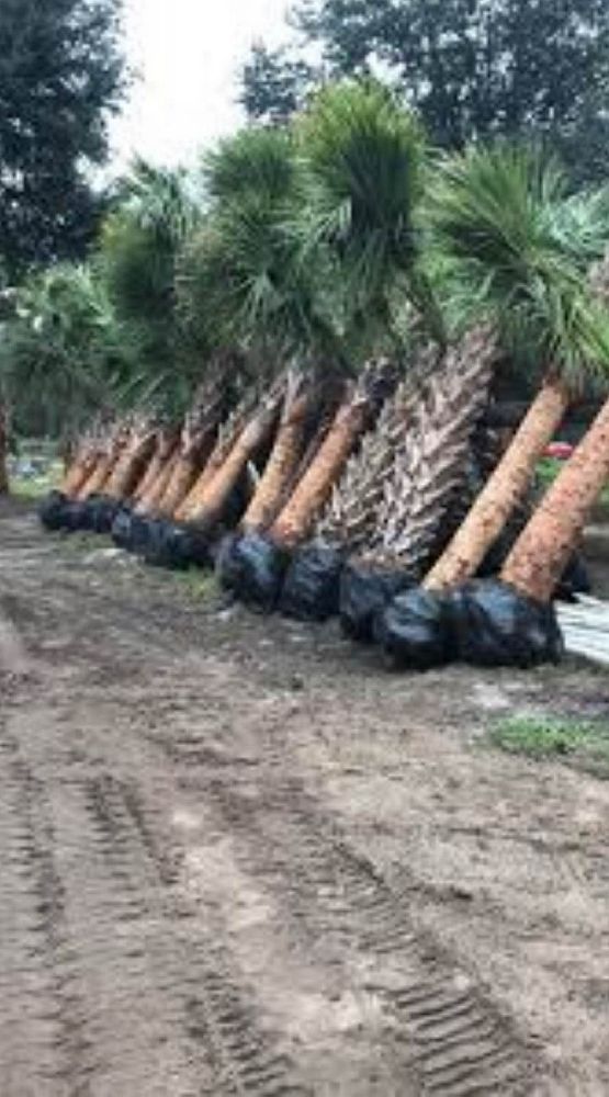 sabal-palmetto