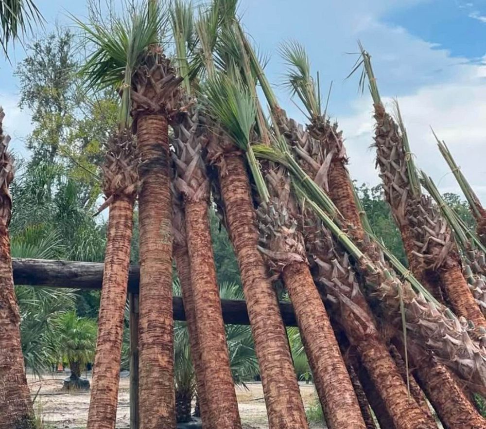 sabal-palmetto