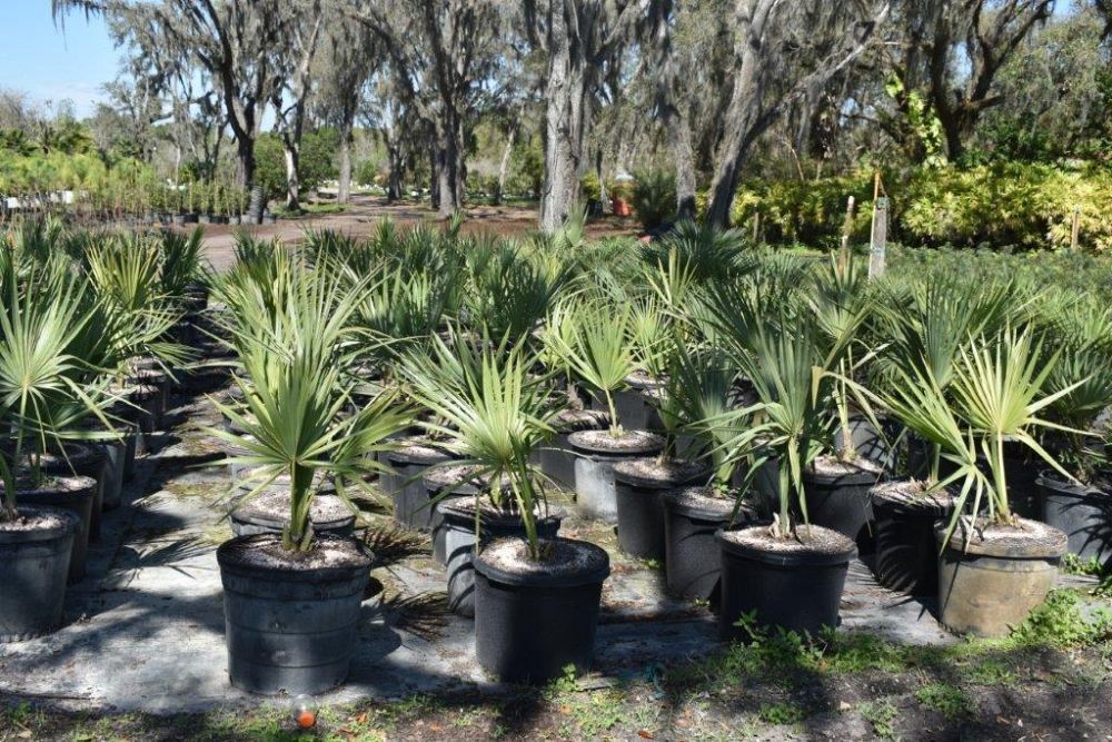 sabal-riverside-cabbage-palm
