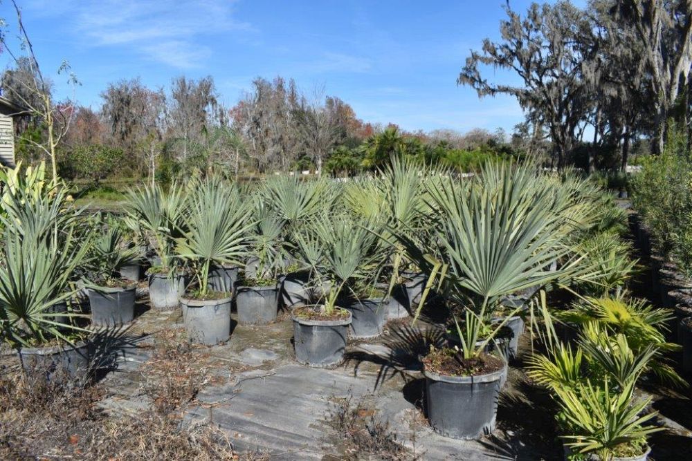 sabal-riverside-cabbage-palm