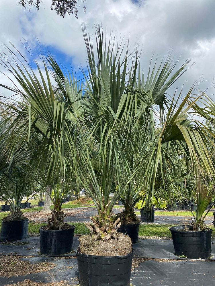 sabal-uresana-sonoran-palmetto