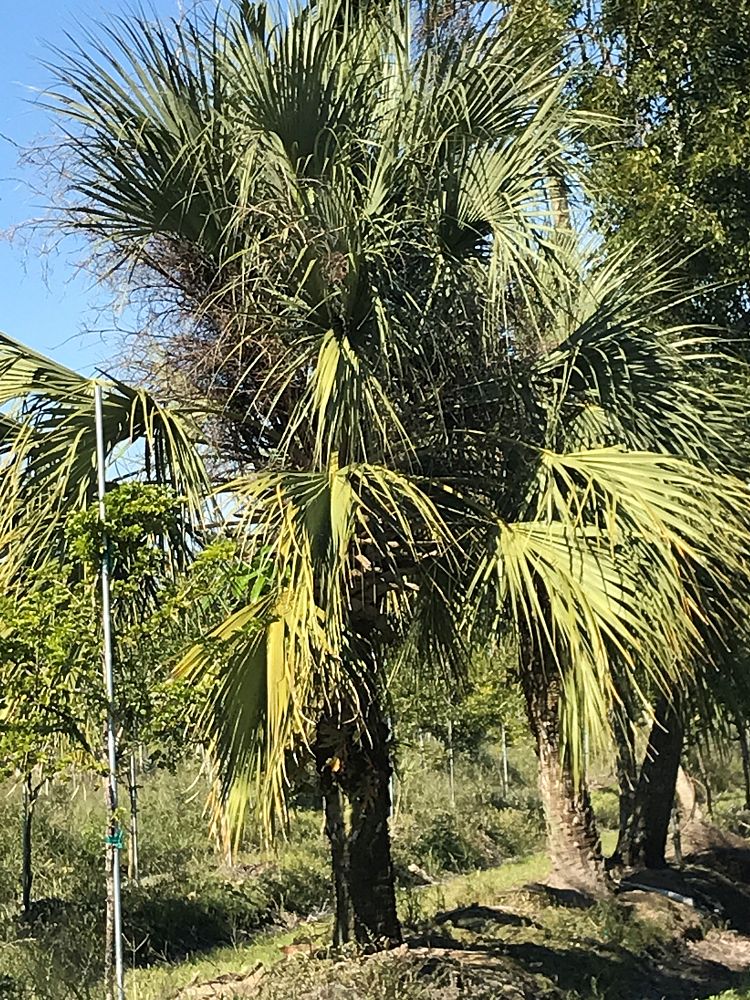 sabal-yapa-thatch-palm