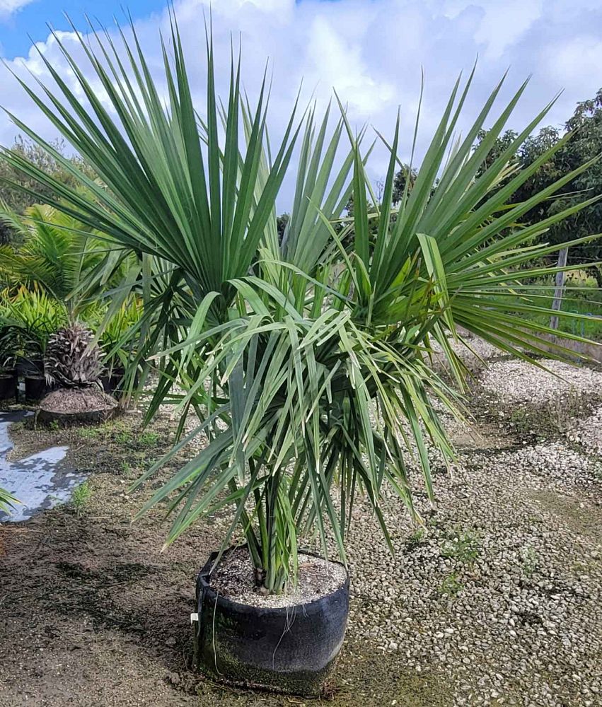 sabal-yapa-thatch-palm