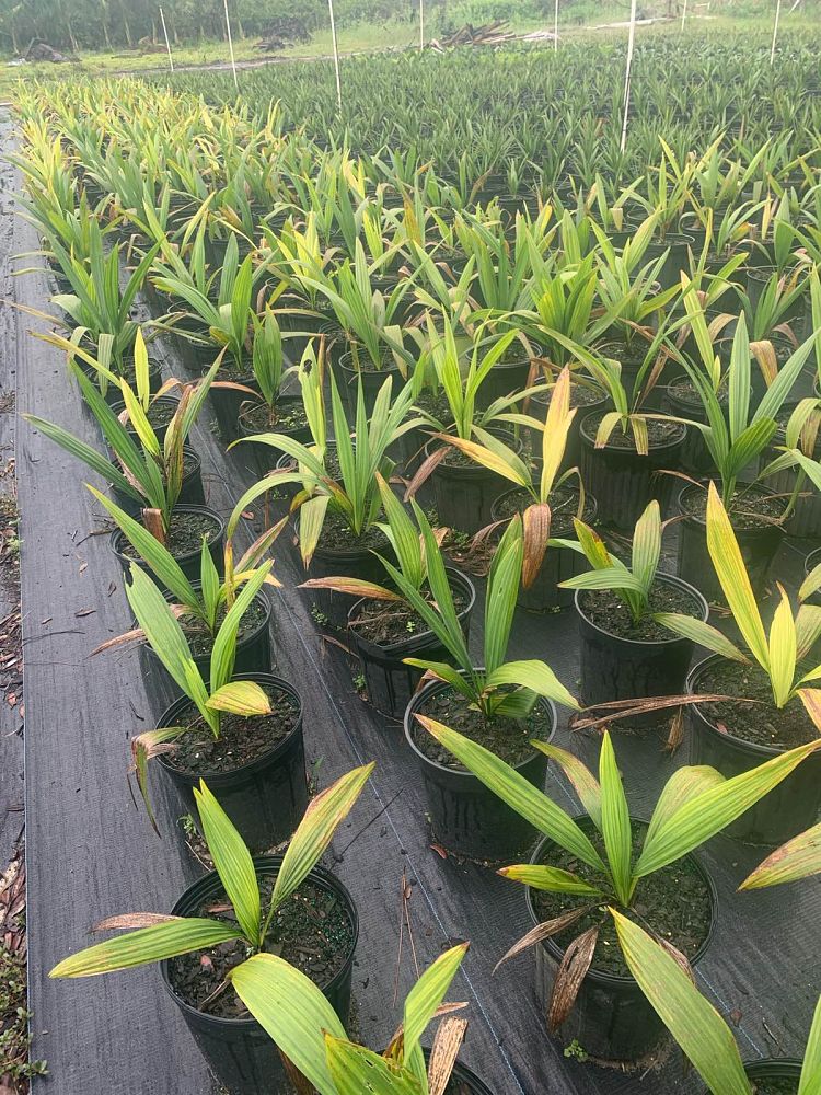 sabal-yapa-thatch-palm
