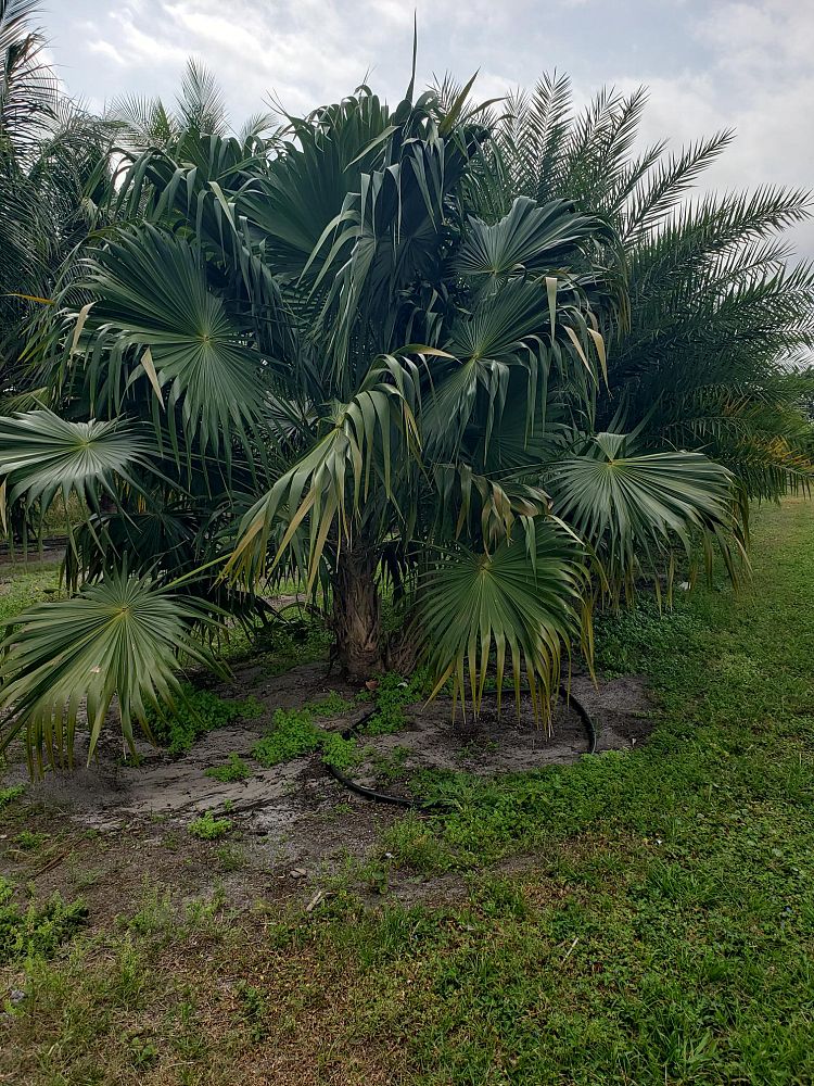 sabal-yapa-thatch-palm