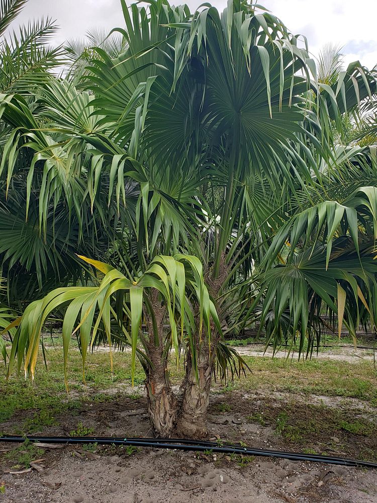 sabal-yapa-thatch-palm