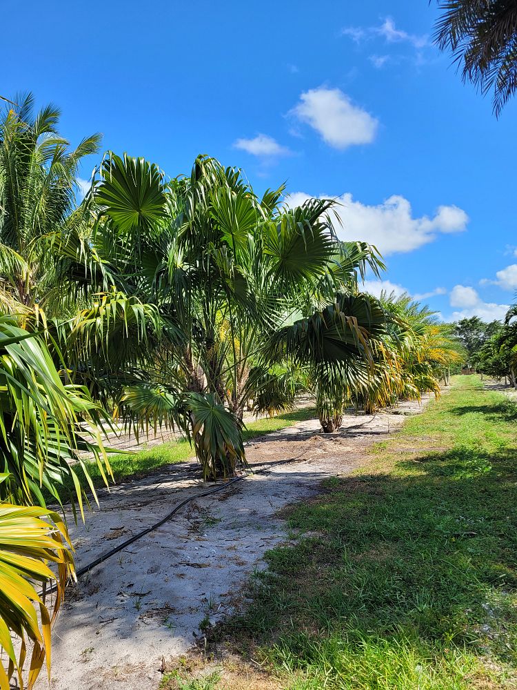 sabal-yapa-thatch-palm