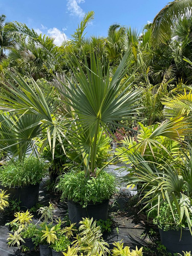 sabal-yapa-thatch-palm