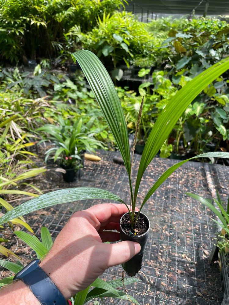 sabal-yapa-thatch-palm