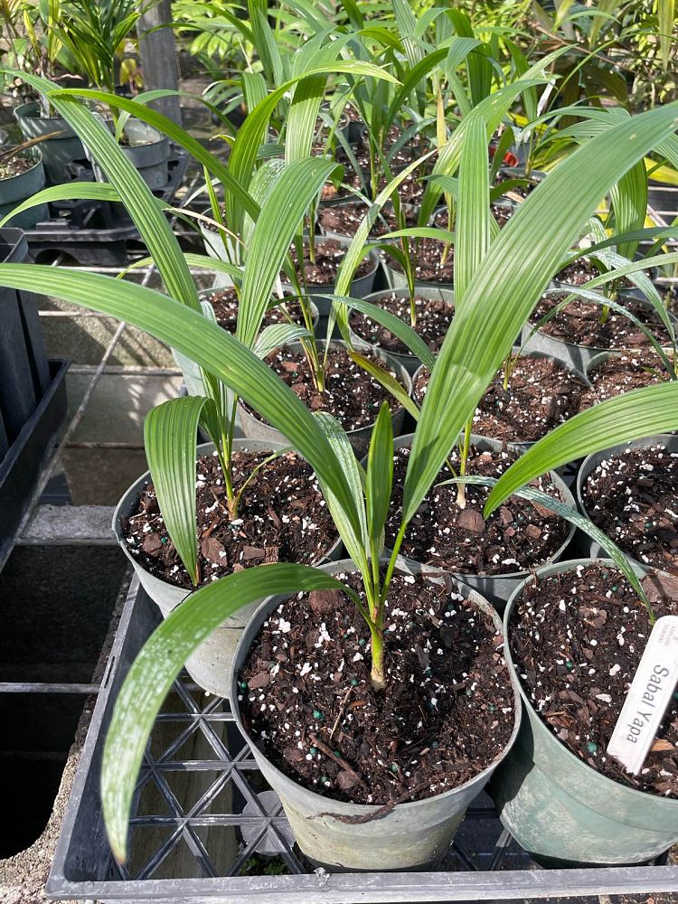 sabal-yapa-thatch-palm