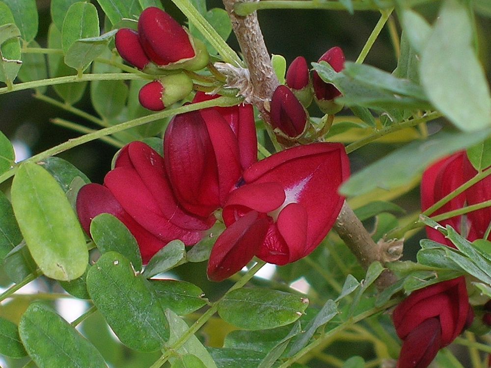 sabinea-caribaea-carib-wood