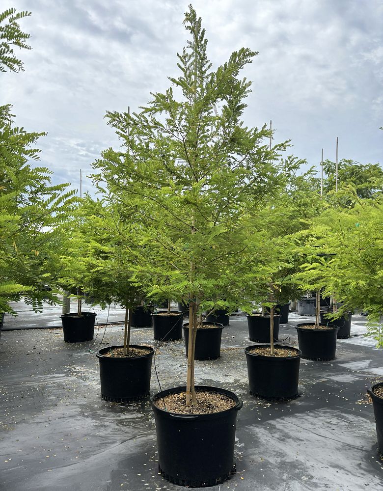 sabinea-caribaea-carib-wood