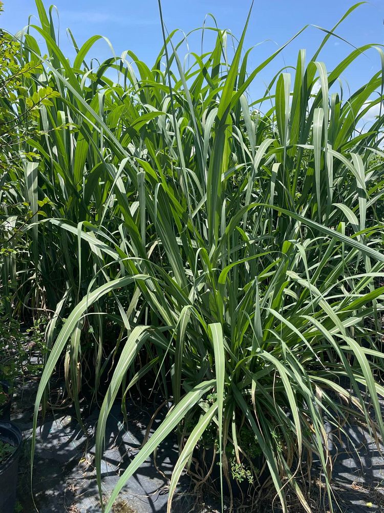 saccharum-officinarum-sugarcane