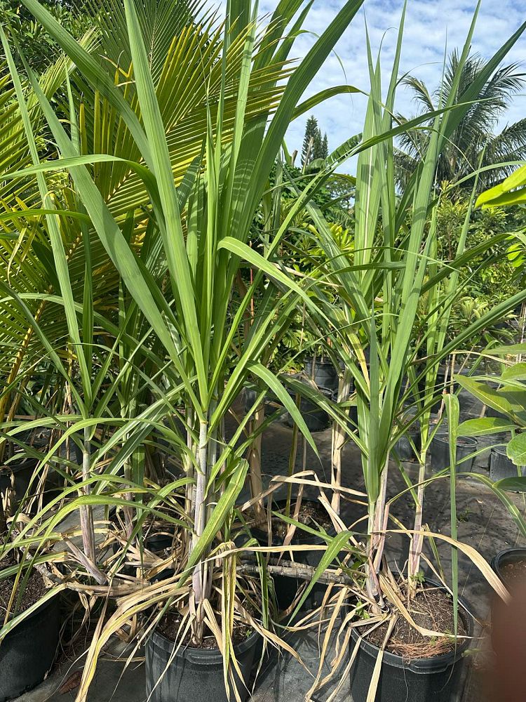 saccharum-officinarum-sugarcane