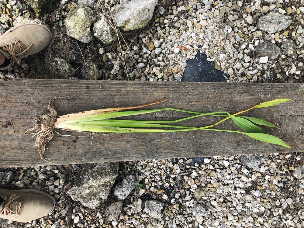 sagittaria-lancifolia-lanceleaf-arrowhead