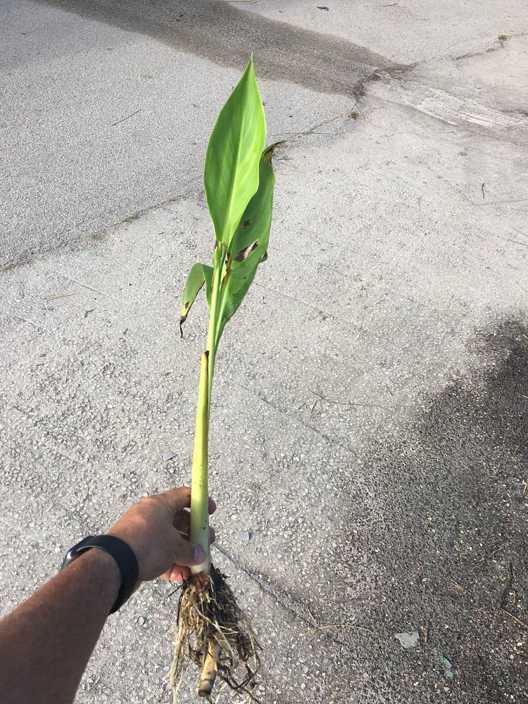 sagittaria-lancifolia-lanceleaf-arrowhead