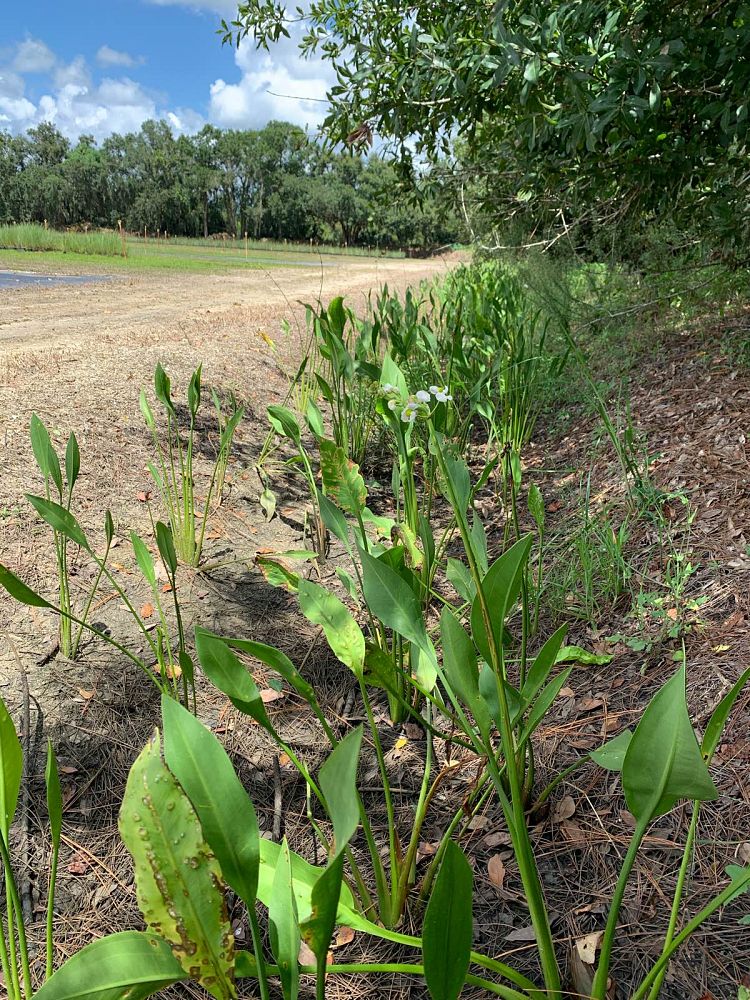sagittaria-lancifolia-lanceleaf-arrowhead