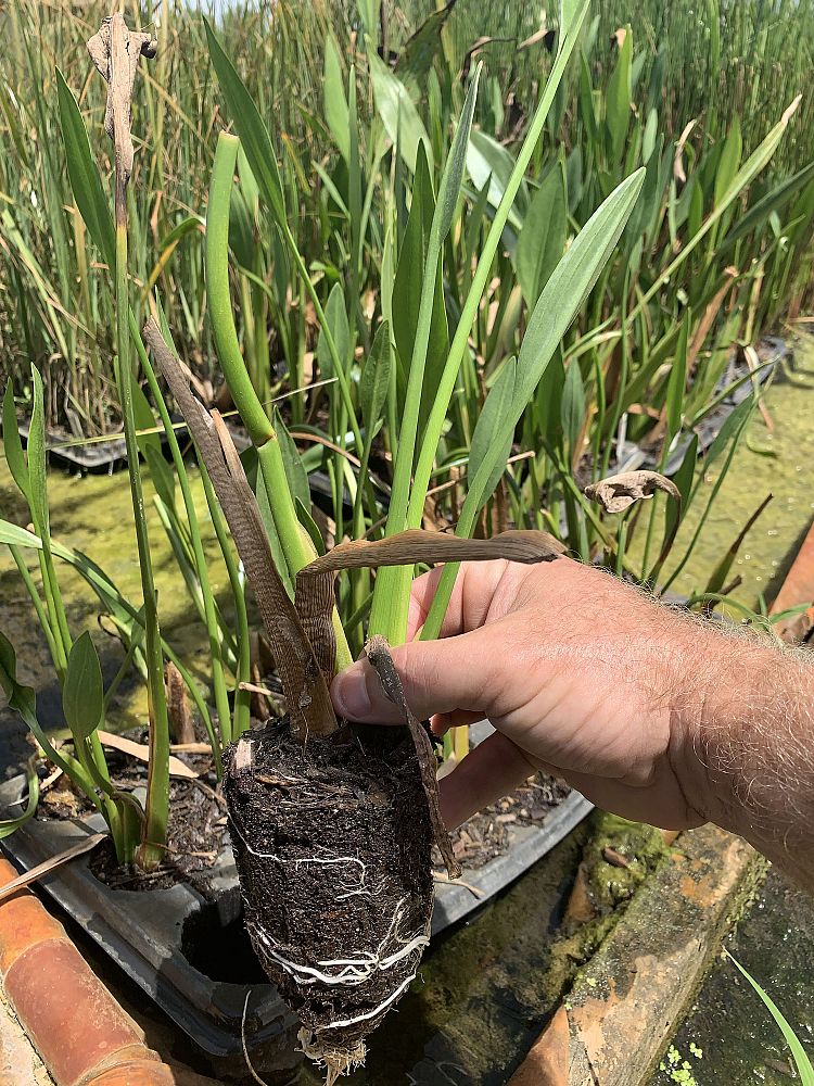 sagittaria-lancifolia-lanceleaf-arrowhead