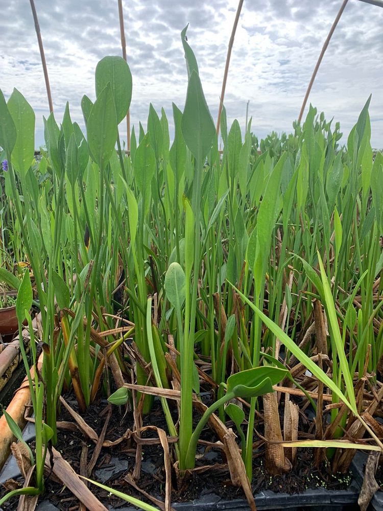 sagittaria-lancifolia-lanceleaf-arrowhead