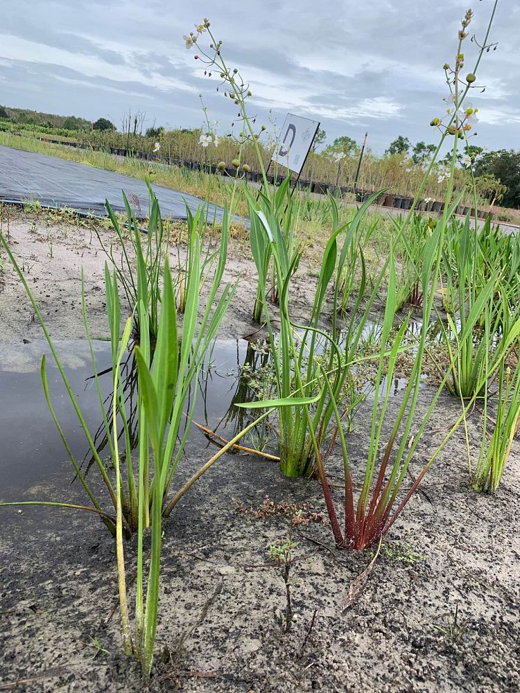 sagittaria-lancifolia-lanceleaf-arrowhead
