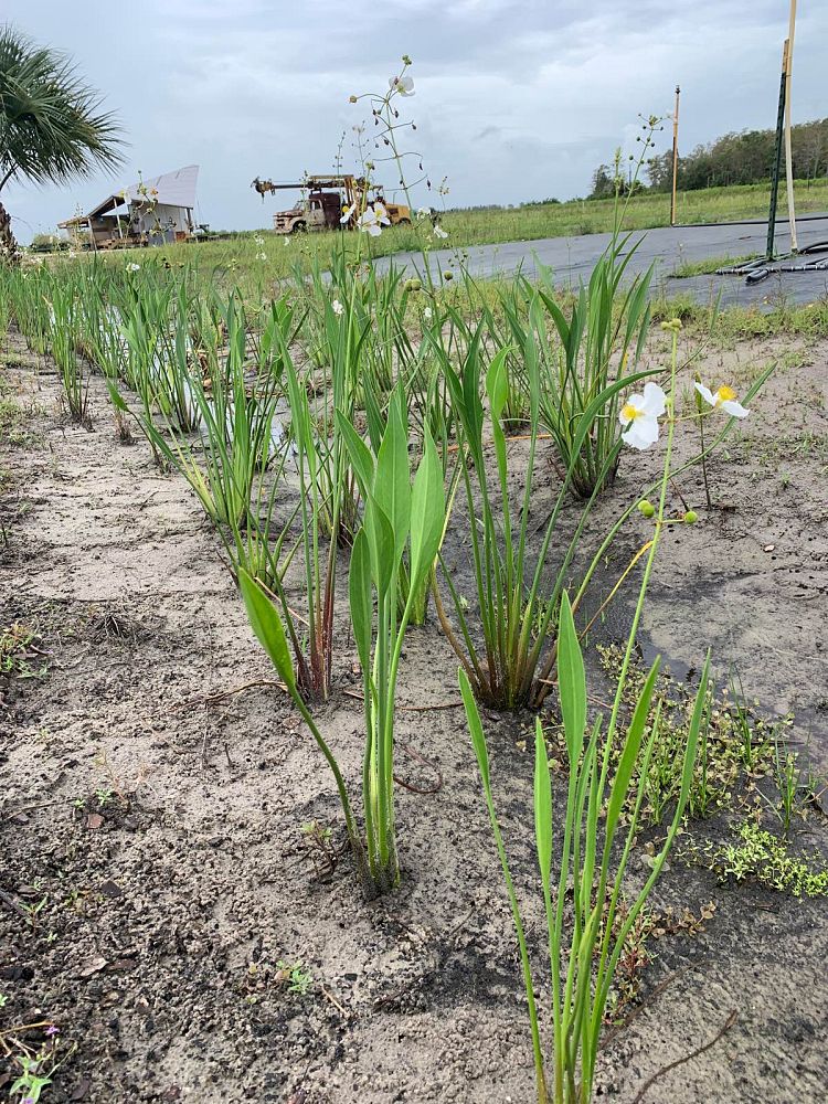 sagittaria-lancifolia-lanceleaf-arrowhead