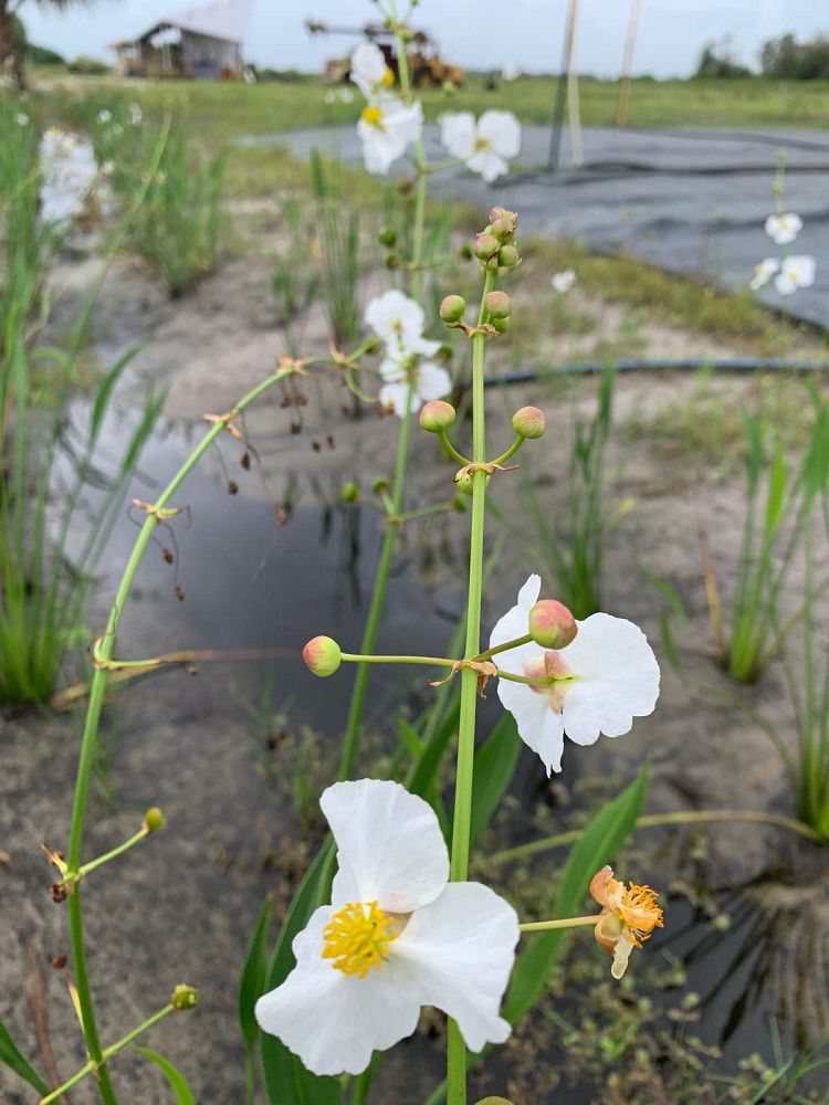 sagittaria-lancifolia-lanceleaf-arrowhead