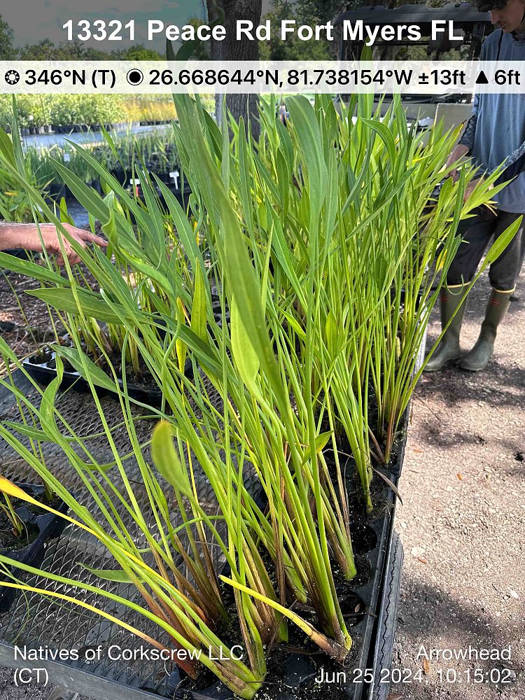 sagittaria-lancifolia-lanceleaf-arrowhead
