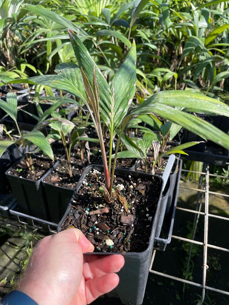 salacca-zalacca-snake-palm-salak