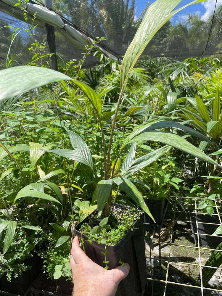 salacca-zalacca-snake-palm-salak