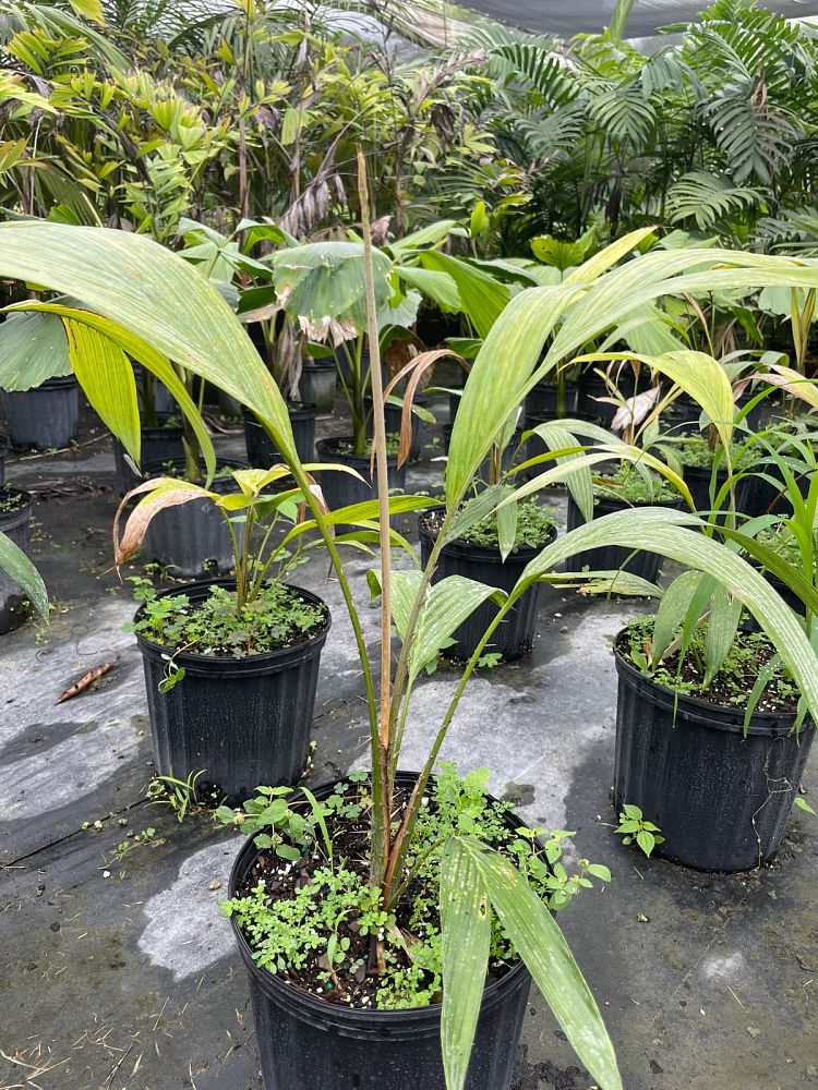 salacca-zalacca-snake-palm-salak
